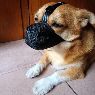 chien allonge avec muselière chien noir