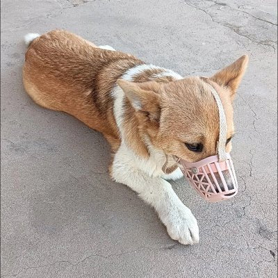 chien allonge sur beton avec museliere chien rose