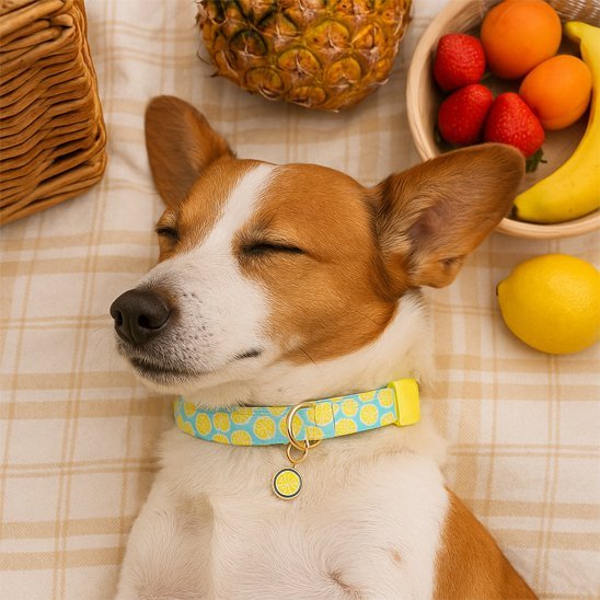 chien allonge sur dos avec plusieurs fruits collier chien citron