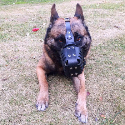 chien allonge sur herbe avec museliere