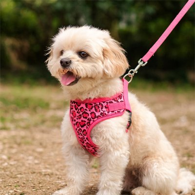 chien assis avec harnais petit chien leopard rose vif