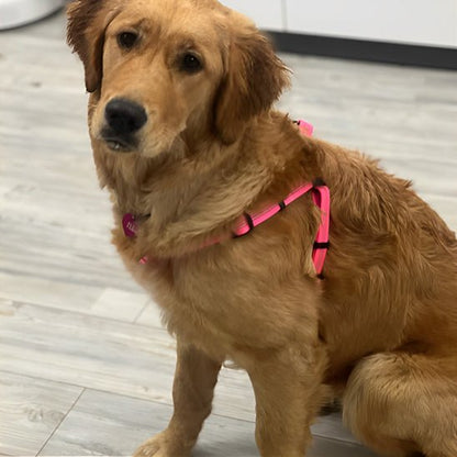 chien assis avec harnais pour chien rose