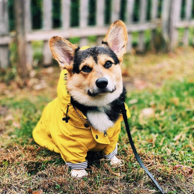 chien assis dans herbe avec imperméable chien jaune