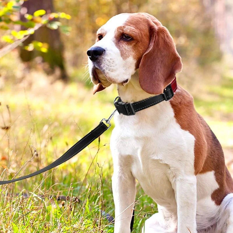 chien assis dans la foret laisse pour chien noir