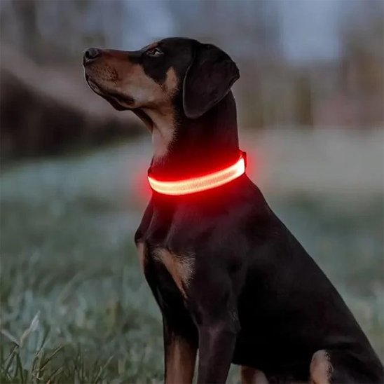 chien assis de profil collier lumineux pour chien rouge