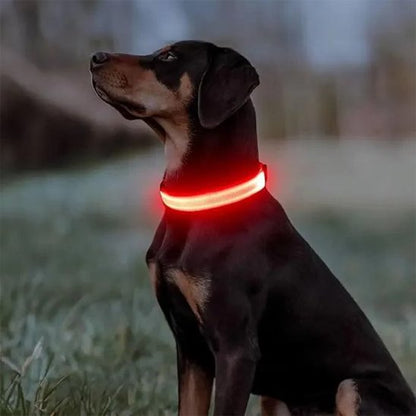 chien assis de profil collier lumineux pour chien rouge