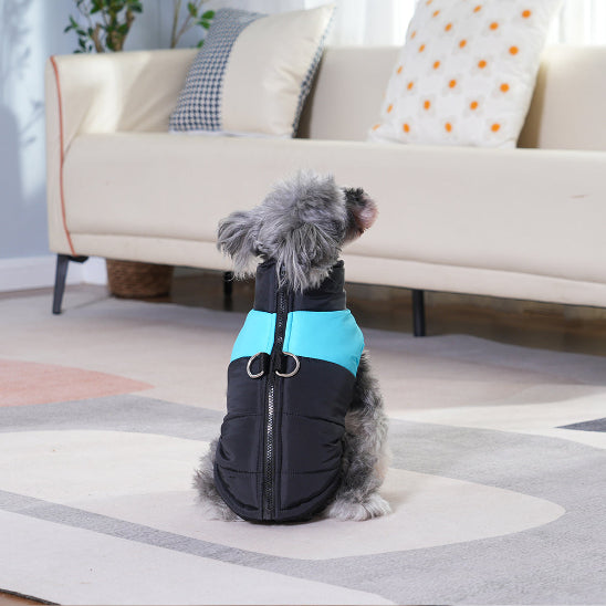 chien assis devant fauteuil portant manteau chien bleu