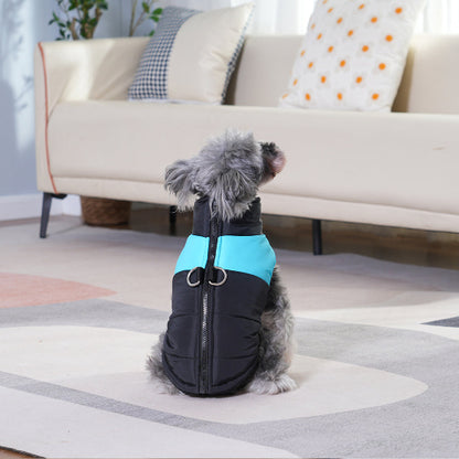chien assis devant fauteuil portant manteau chien bleu