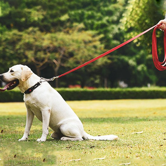 chien assis herbe tenu par longe pour chien rouge