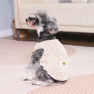 chien assis portant pull chien beige 