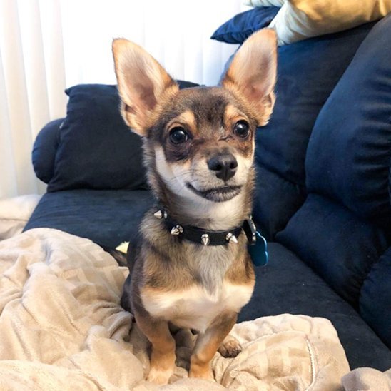 chien assis sur fauteuil collier pour chien noir