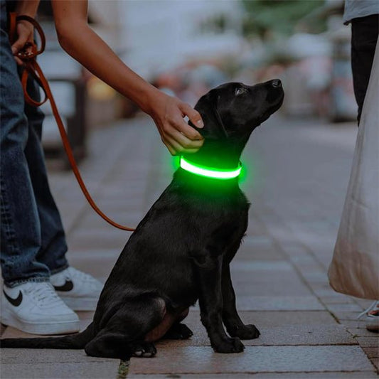 chien assis tenu en laisse collier chien lumineux vert