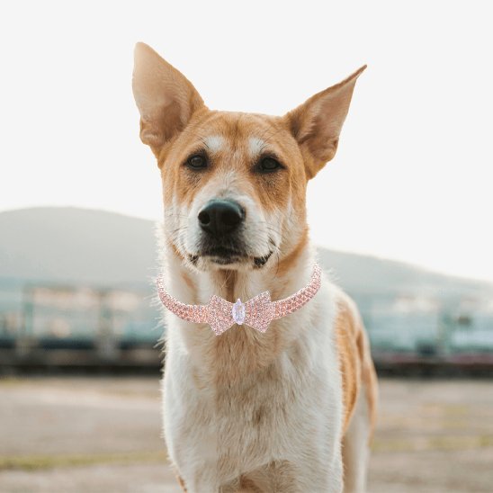 chien avec collier chien en or rose