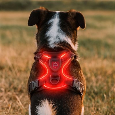 chien avec harnais chien anti traction lumineux rouge