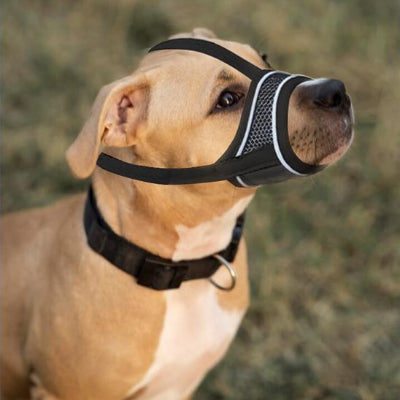 chien beige assis dehors avec muselière pour chien noir