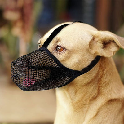 chien beige avec muselière chien noir souple