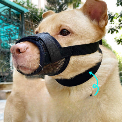 chien beige avec museliere noir respirante