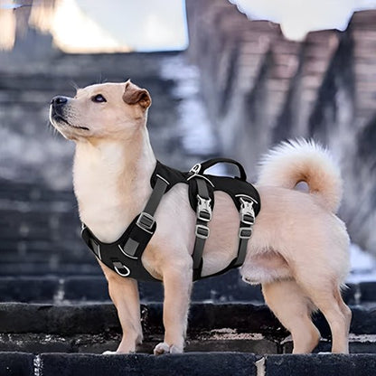 chien beige debout avec harnais chien noir