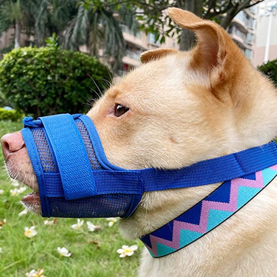 chien beige en exterieur avec museliere bleu