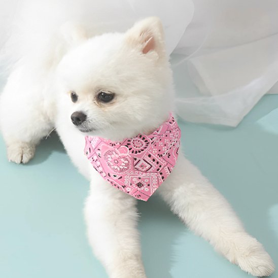 chien blanc allonge avec bandana chien rose