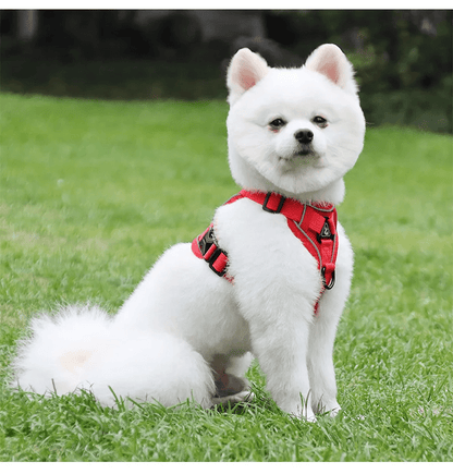 chien blanc assis avec harnais anti traction chien rouge