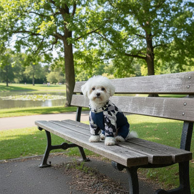 chien blanc assis banc parc avec manteau pour chien bleu