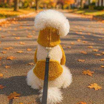 chien blanc assis dans allee automne portant pull chien caramel