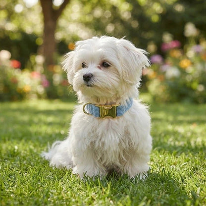 chien blanc assis dans herbe portant collier chien bleu