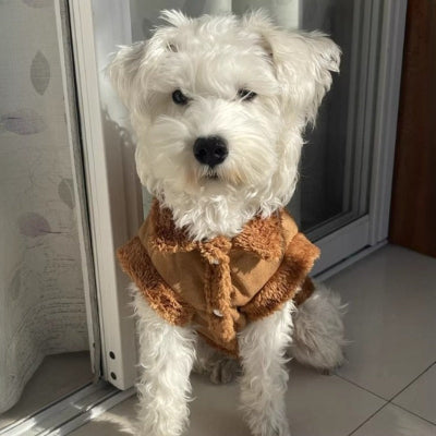 chien blanc assis de face avec manteau chien marron