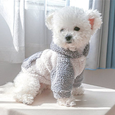 chien blanc assis de profil portant pull chien gris