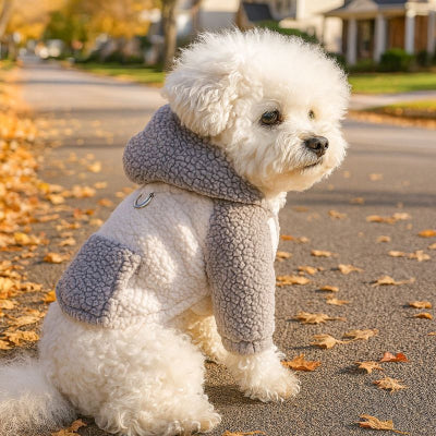 chien blanc assis dehors en automne avec pull chien gris