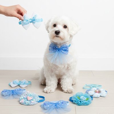 chien blanc assis entoure de noeud papillon chien bleu