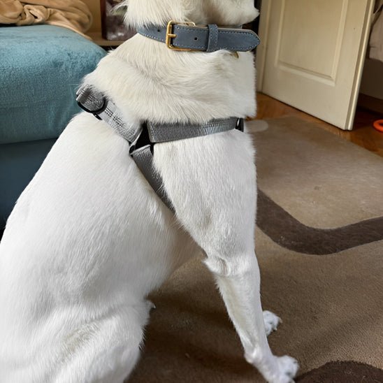 chien blanc assis harnais pour chien gris