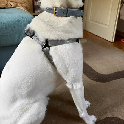 chien blanc assis harnais pour chien gris