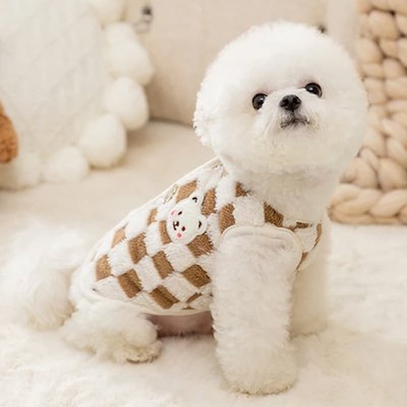 chien blanc assis portant pull chien damier marron