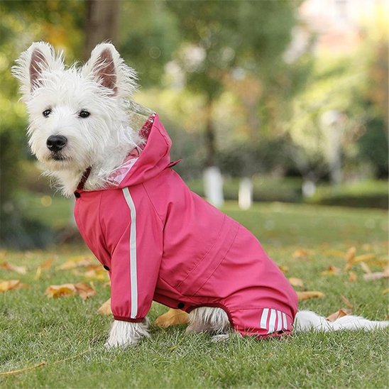 chien blanc assis sur herbe avec manteau pour chien rose