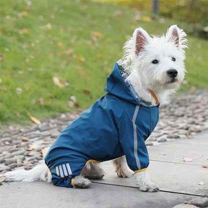 chien blanc assis sur trottoir avec manteau pour chien bleu