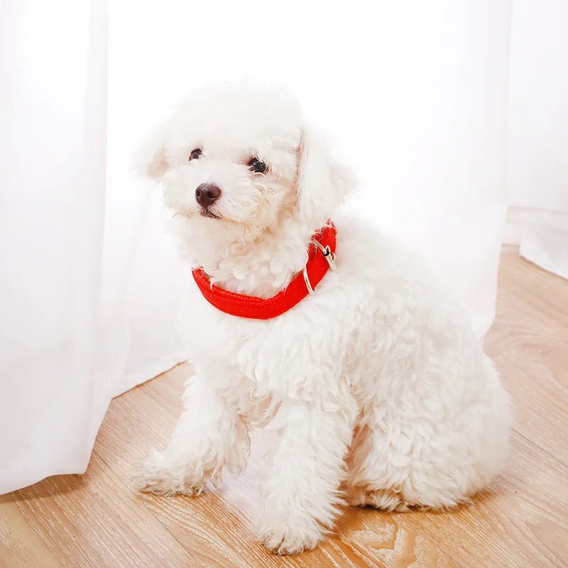 chien blanc avec collier pour chien rouge nylon