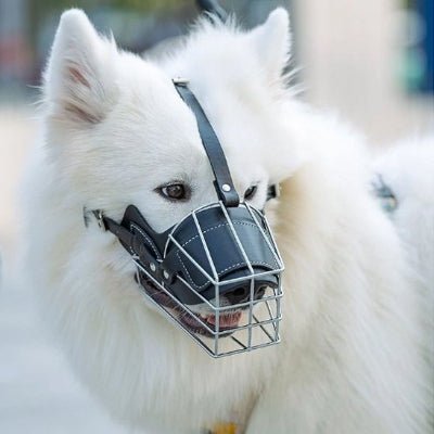 chien blanc avec museliere en forme de cage metallique