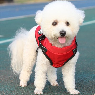 chien blanc de face avec manteau pour chien rouge