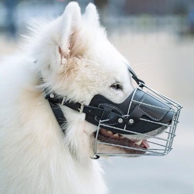 chien blanc de profil avec museliere en cage metallique