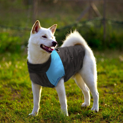 chien blanc debout dans herbe avec manteau chien bleu