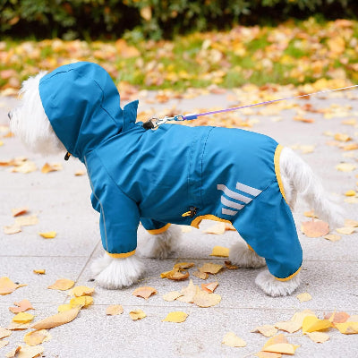 chien blanc debout dehors automne avec manteau pour chien bleu