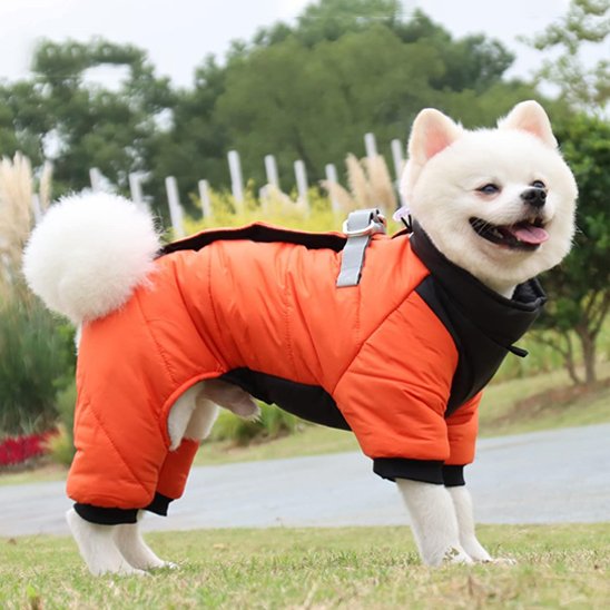 chien blanc debout dehors portant manteau pour chien orange