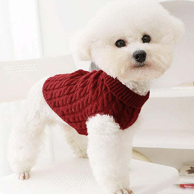 chien blanc debout sur chaise avec pull pour chien rouge