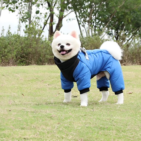 chien blanc debout sur herbe portant manteau pour chien bleu