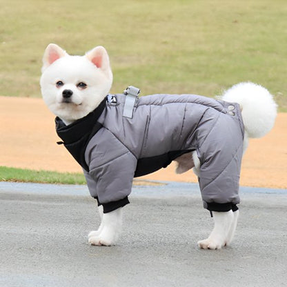 chien blanc debout sur route portant manteau pour chien gris