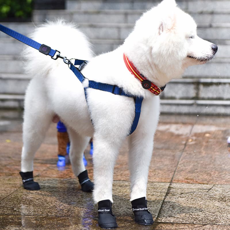 chien blanc marchant avec bottes chien noir sur sol mouillé