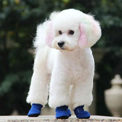 chien blanc porte chaussure chien bleu picots antidérapants