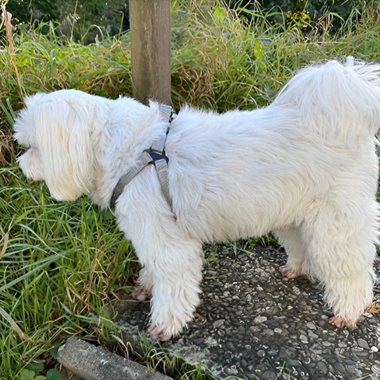 chien blanc se promene harnais pour chien gris